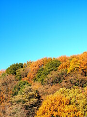 Fototapeta premium 秋の黄葉の森と青空