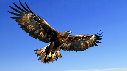 A golden eagle soaring against a clear blue sky