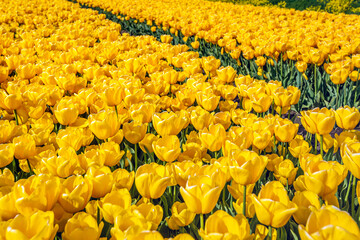 Bright yellow flowering tulips in the field of a specialized Dutch tulip bulb grower in the province of South Holland. The photo was taken at the beginning of the spring season.