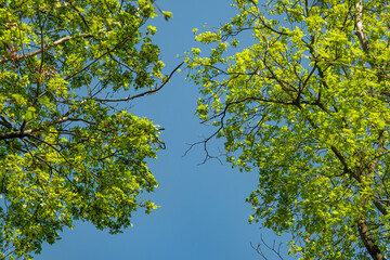View upwards in beech forest in spring in clear sunlight with an opening against blue sky