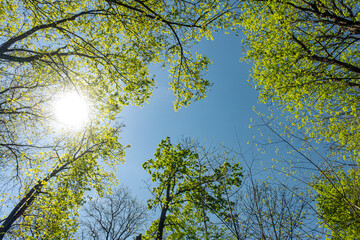 View upwards in beech forest in spring in clear sunlight with an opening against blue sky