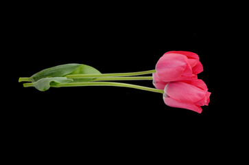 Tulip flowers are set black background. Tulips flowers bundle