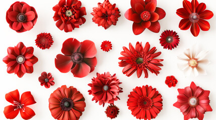 Collection of various red-flowered don a white background,  - obrazy, fototapety, plakaty