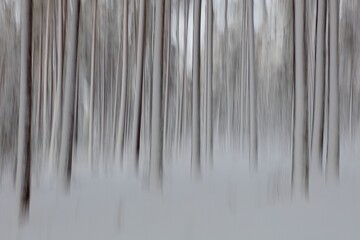 Intentional camera movement (ICM) image of a dream like view of forest tree trunks in winter with snow on the ground created by motion blur, Kallahdenniemi, Helsinki, Finland. - obrazy, fototapety, plakaty