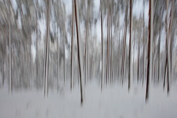 Intentional camera movement (ICM) image of a dream like view of forest tree trunks in winter with...