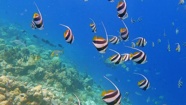 Fulidhoo, Maldives: Underwater footage of a large school of bannerfish in the water of the indian ocean during a dive trip in the Vaavu atoll. 