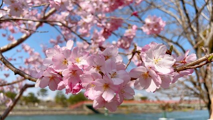 Sakura Cherry blossom in Japan 