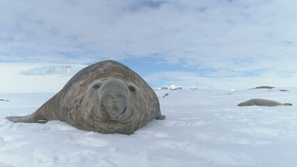 Close-up Muzzle Of Elephant Seal Lying On Antarctica Snow Surface. White Winter Background. Habits...