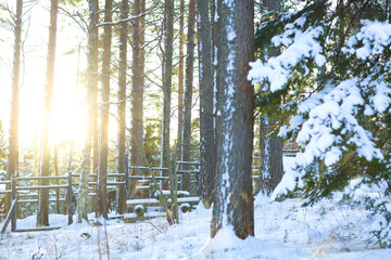 Fir branches covered with snow