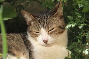 animal doméstico gato miau felis catus