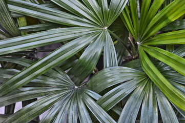 plant with a green stem and leaves