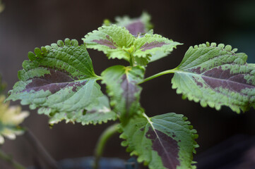 Coleus