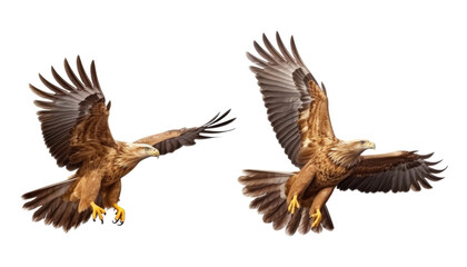 two eagle in flight isolated on transparent background cutout