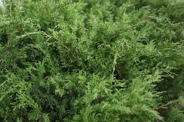 Green juniper bush, green branches
