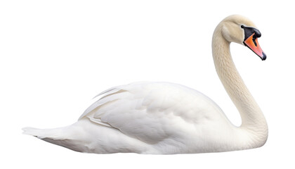 Fototapeta premium swan on the water isolated on transparent background cutout