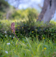 Portrait of Lady orchid (Orchis purpurea) growing in the meadow Muros, SS, Sardegna. italy - obrazy, fototapety, plakaty