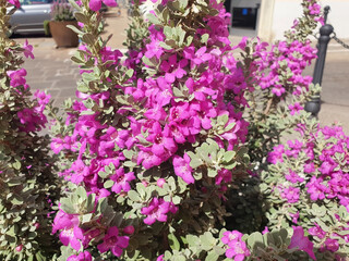 A bush of pink flowers leucophyllum frutescens blooms on a city street.