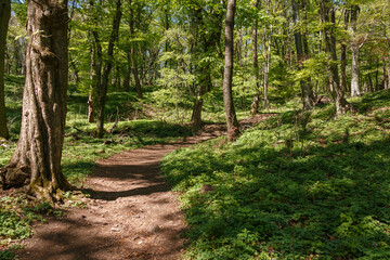 Obraz premium Footpath through the forest.