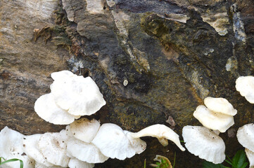 white mushrooms