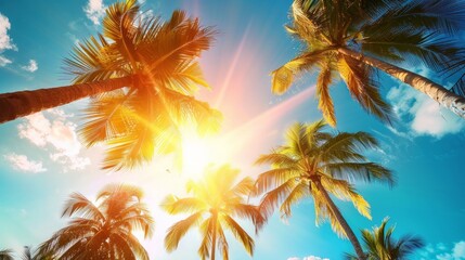 Fototapeta premium Summer vacation banner. Romantic vibes of tropical palm tree sunlight on sky background. Outdoor sunset exotic foliage closeup nature landscape. Coconut palm trees shining sun over bright sky panorama