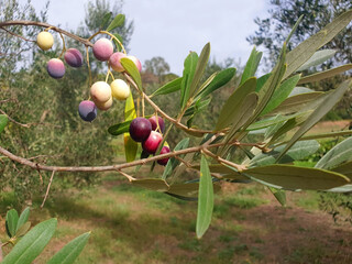Olive fruits hang on a tree branch in the forest.