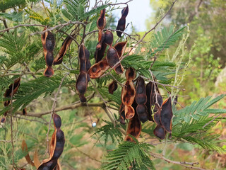 Black acacia seed pods hang on a tree branch.