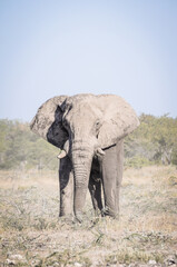 Fototapeta na wymiar south african bull elephant approach on a game drive road