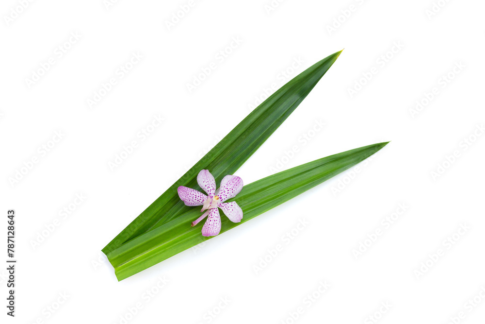 Wall mural orchid with green pandan leaves on white background.