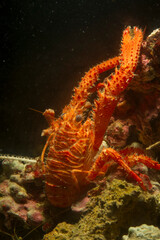 Squat lobster Galatea sp cfr Galathea strigosa Asinara Island, Porto Torres, Sardinia, Italy, Mediterranean sea