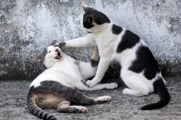 two cats fighting against gray background