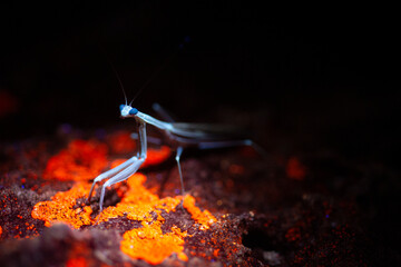 Mantis religiosa, fluorescing under a UV light. 