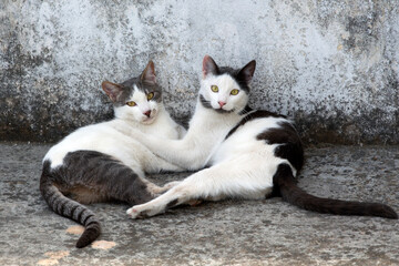 two beautiful cats laying on floor hugging each other,against gray background.