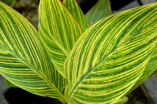 Canna generalis striped beauty