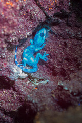 moorish wall gecko, tarentola mauretanica, fluorescing under a UV light. Baratz Lake, Sassari, Alghero, Sardinia, Italy. 
