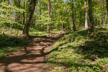 Obraz premium Footpath through the forest.