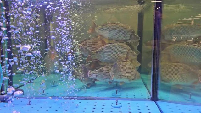 Fish department with fresh fish in aquarium