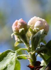 Pink buds, undeveloped apple blossoms - Antonovka