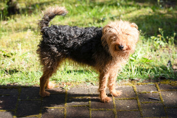 Adult Welsh terrier, overgrown dog before coat trimming