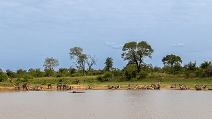 a large herd of waterbuck gathering at the waterhole