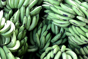 A bunch of green bananas are piled up on top of each other