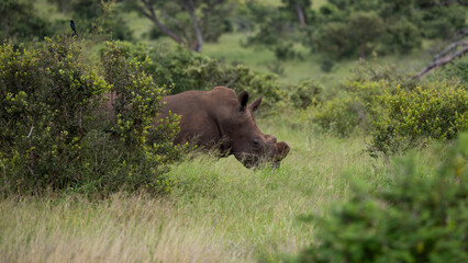 a dehorned white rhino walking in green grass 