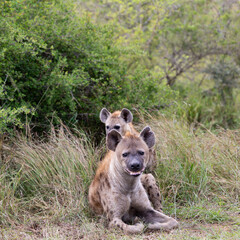 spotted hyena with young one
