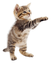 Obraz premium PNG Kitten mammal animal pet.