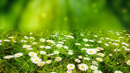 natural wild daisy flower meadow in sunshine isolated on abstract green background, idyllic nature scene with space for product display or text