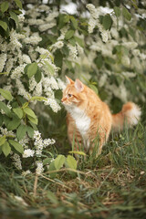 A photo of a red fluffy cat near a flowering tree.
