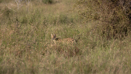 Serval walking, disappearing in tall grass