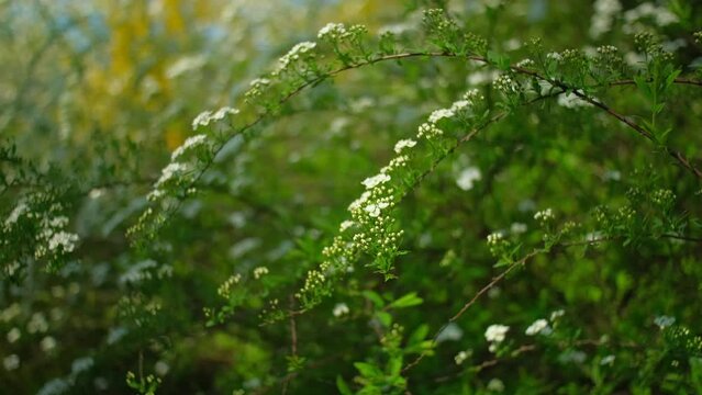 Flowering branches of spirea close up. White flowers on green bush blossoming in garden. Petals and leaves of bridalwreath meadowsweet, natural floral background