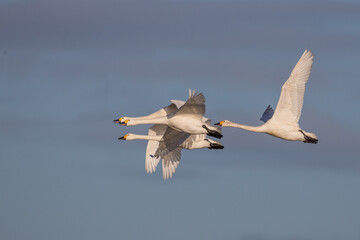 Bewick Swans in flight together winter migration clear sky early morning golden light isolated...