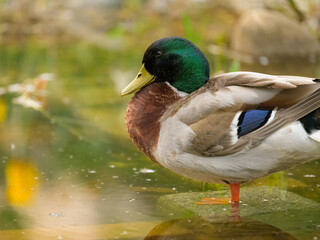 Portrait of a male mallard resting near a pond