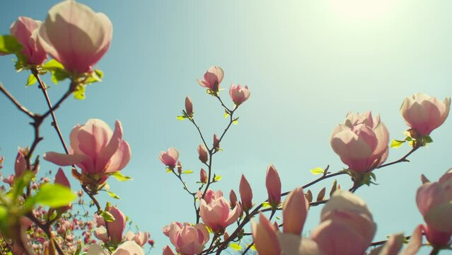 Pink magnolia flowers close up. Spring magnolia tree blossoming in park, branches of flowering magnolia swaying on the wind. Blooming garden plant